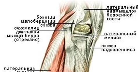 Восстановление седалищного нерва после травмы: ключевые этапы