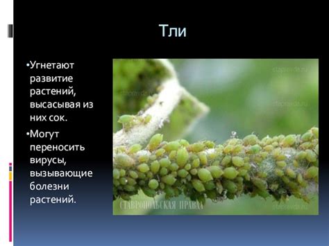 Вредители и болезни, вызывающие горчинку