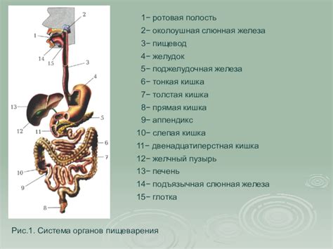 Вредит работе органов пищеварения