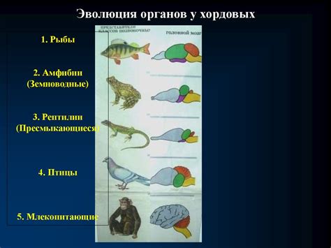 Вред для дыхательной, пищеварительной и мочеполовой систем