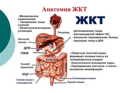 Вред для пищевода и желудка