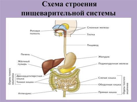 Вред для системы пищеварения