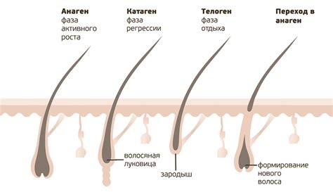 Вред для структуры волос и волосяных фолликул