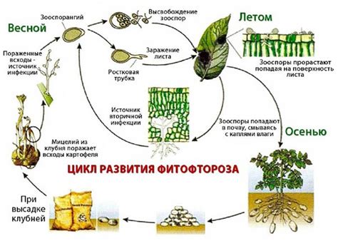 Вред фитофторы: как её распознать вовремя