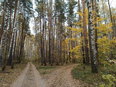 Время созревания в подмосковных лесах