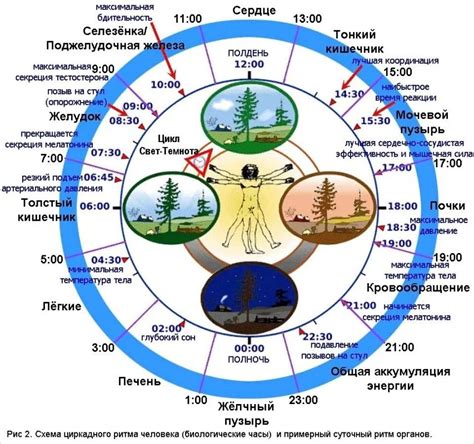 Время суток и биологический ритм