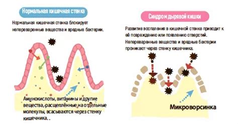 Всасывание питательных веществ через кишечную стенку