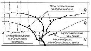 Второй способ: систематическое формирование куста