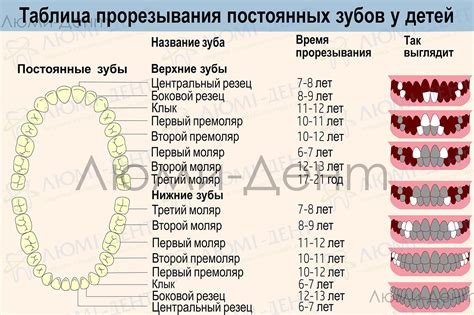 Второй этап: смена молочных зубов на постоянные