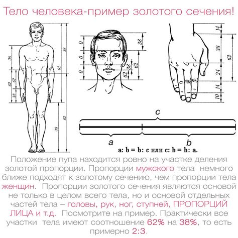 Выберите правильные пропорции тела