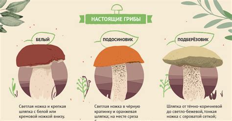 Выбор и подготовка безопасных грибов