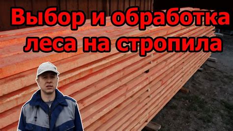 Выбор и подготовка леса для закатки