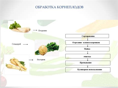 Выбор и подготовка овощей