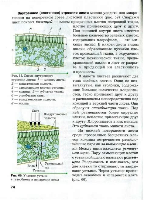 Выбор клеточного листа