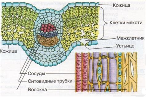 Выбор листа и клетки