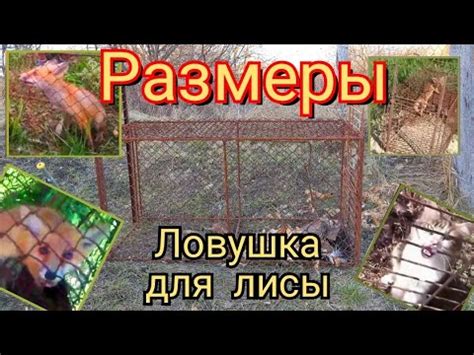 Выбор ловушки для лисы