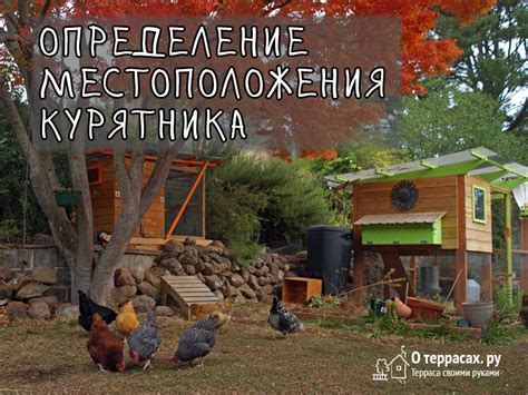 Выбор места для курятника