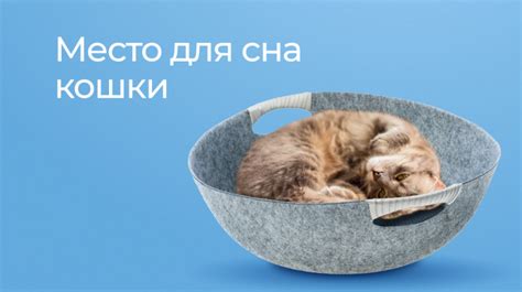 Выбор места сна кошки