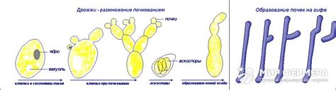 Выбор метода размножения и посадка грибов