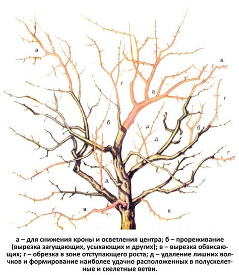 Выбор оптимального времени для обрезки деревьев