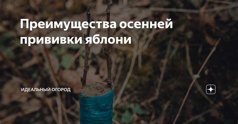 Выбор подходящего времени для осенней прививки яблони