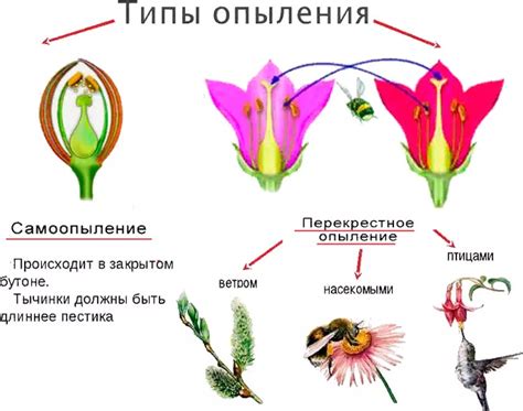 Выбор подходящих видов для опыления