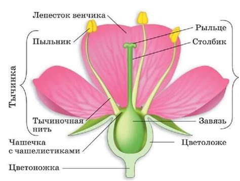 Выбор позиции цветка и его элементов