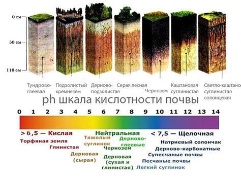 Выбор почвы и грунта