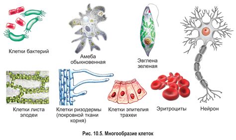 Выбор правильной клетки