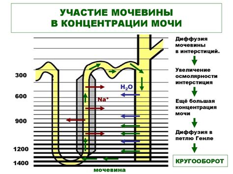 Выбор правильной концентрации мочевины