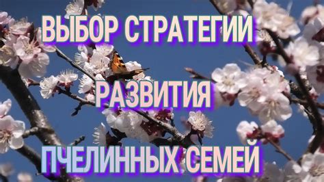 Выбор пчёл