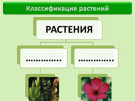 Выбор растений и растительности