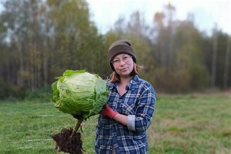 Выбор свежей и сочной капусты