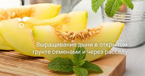 Выбор сезона для посева дыни