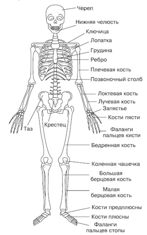 Выбор скелета