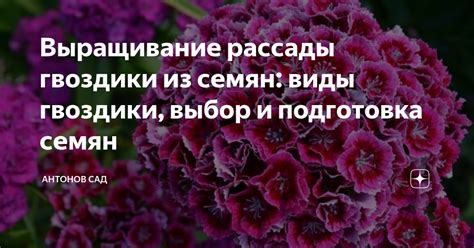 Выбор сорта гвоздики и подготовка почвы