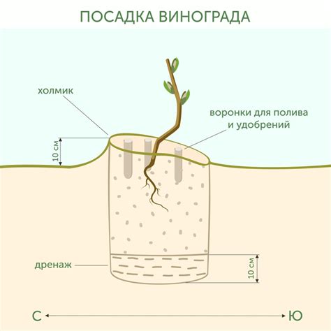 Выбор сорта и подготовка почвы для посадки