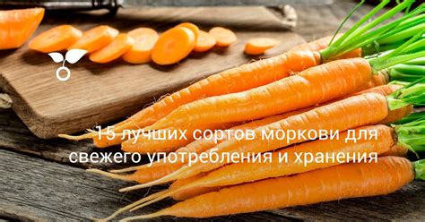 Выбор сорта моркови после картофеля