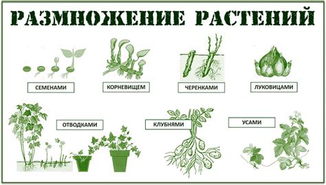 Выбор сорта растения для размножения