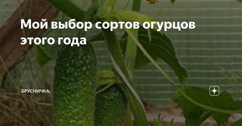 Выбор сортов огурцов для посадки