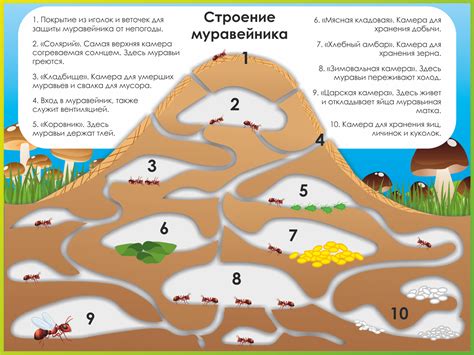 Выбор сосуда для муравейника