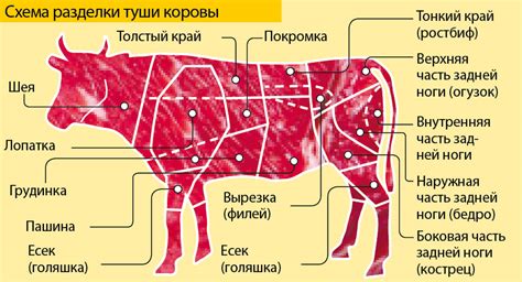 Выбор схемы исходя из вида животного