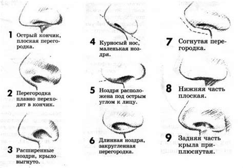 Выбор формы и пропорций носа для рисования