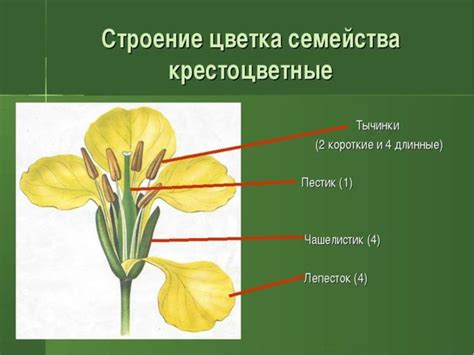 Выбор цвета и формы цветка