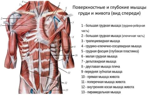 Выведение мышц и деталей