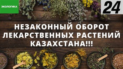 Вывоз растений с Кубы: информация и рекомендации