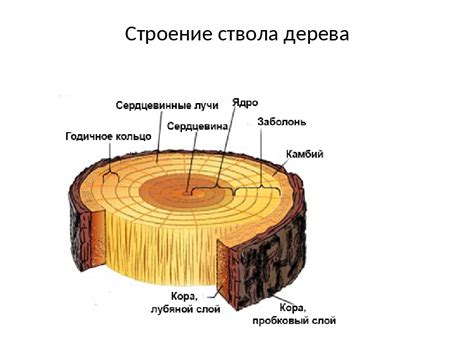 Выделение ветвей и складок коры