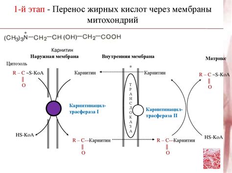 Выделение жирных кислот и токсинов через кожу