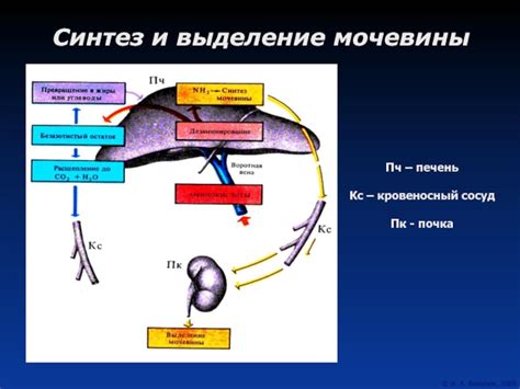 Выделение мочевины и пигментов потом