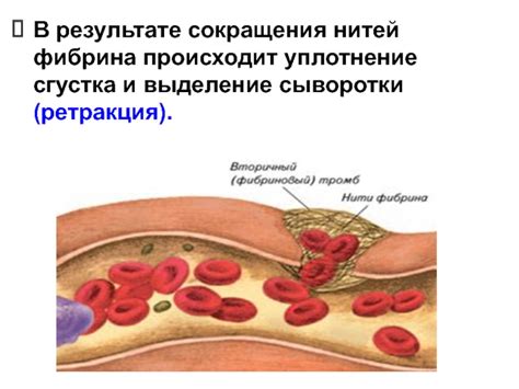 Выделение сыворотки